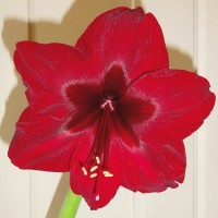 Hippeastrum 'Benfica' - Amaryllis, Ritterstern Hippeastrum 'Benfica' - Amaryllis, Ritterstern