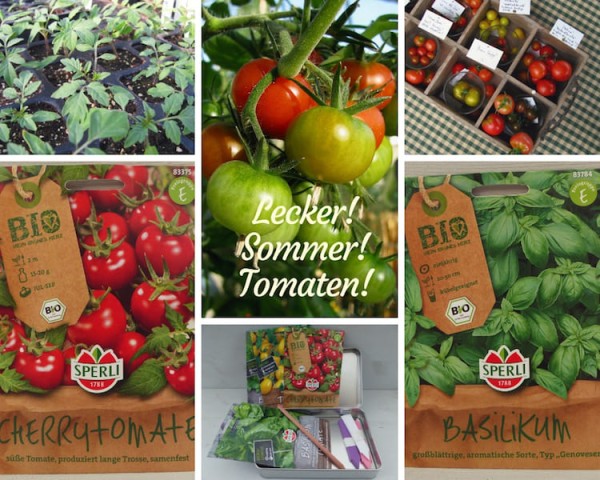 Samen für Tomaten und Basilikum