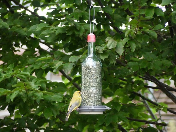 Vogelfutterflasche mit Grünfink