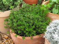 Gutschein 10€ Gutschein 10€